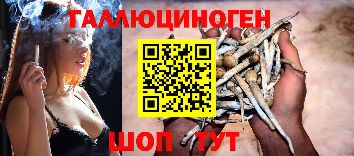 Арсеньев  Галлюциногенные грибы Psilocybine cubensis  Вход с VPN 